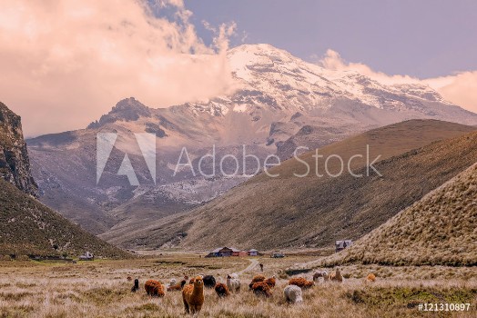 Picture of Herd Of Llamas Grazing At Chimborazo Volcano